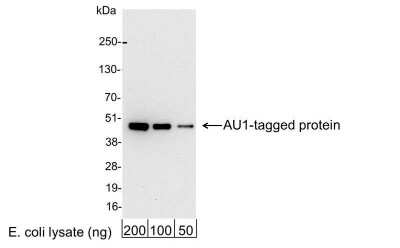 Western Blot: AU1 Epitope Tag Antibody [HRP] [NB600-457] - 200, 100, or 50 ng of E. coli whole cell lysate expressing a multi-tag fusion protein. Antibody used for WB at 0.2 ug/ml (1:5,000).